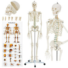Skelett Modell Menschliches Lebensgroß Anatomie Lehrmodell Stativ 181cm | Juskys
