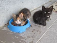 FEED A Cute CYPRUS Cat sanctuary CAT/KITTEN FOR CHARITY 