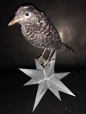 Taxidermie oiseau Napoléon 3 pour cabinet curiosité  Naturalisé collection Bird
