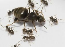  Live Queen ants AntsRus Lasius niger with brood and 5-15 workers (starter kit)